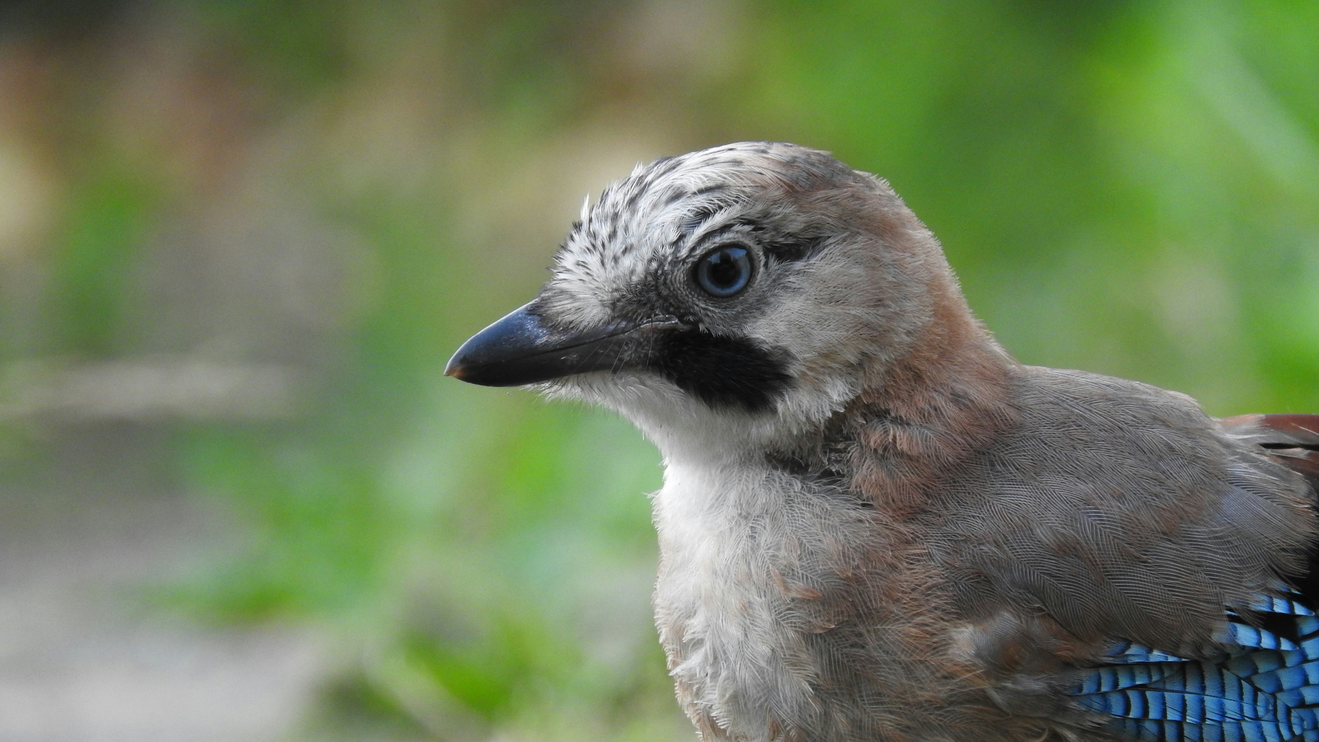 A closeup of the head of a jaybird, which was extraordinarily trusting